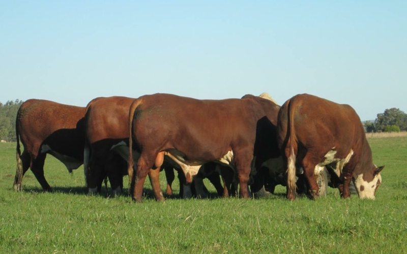 Presença do médico veterinário nas fazendas melhora produtividade dos sistemas de criação