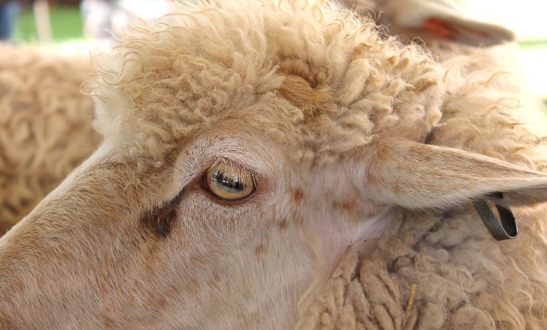 Temporada de ovinos requer cuidados de manejo e sanidade