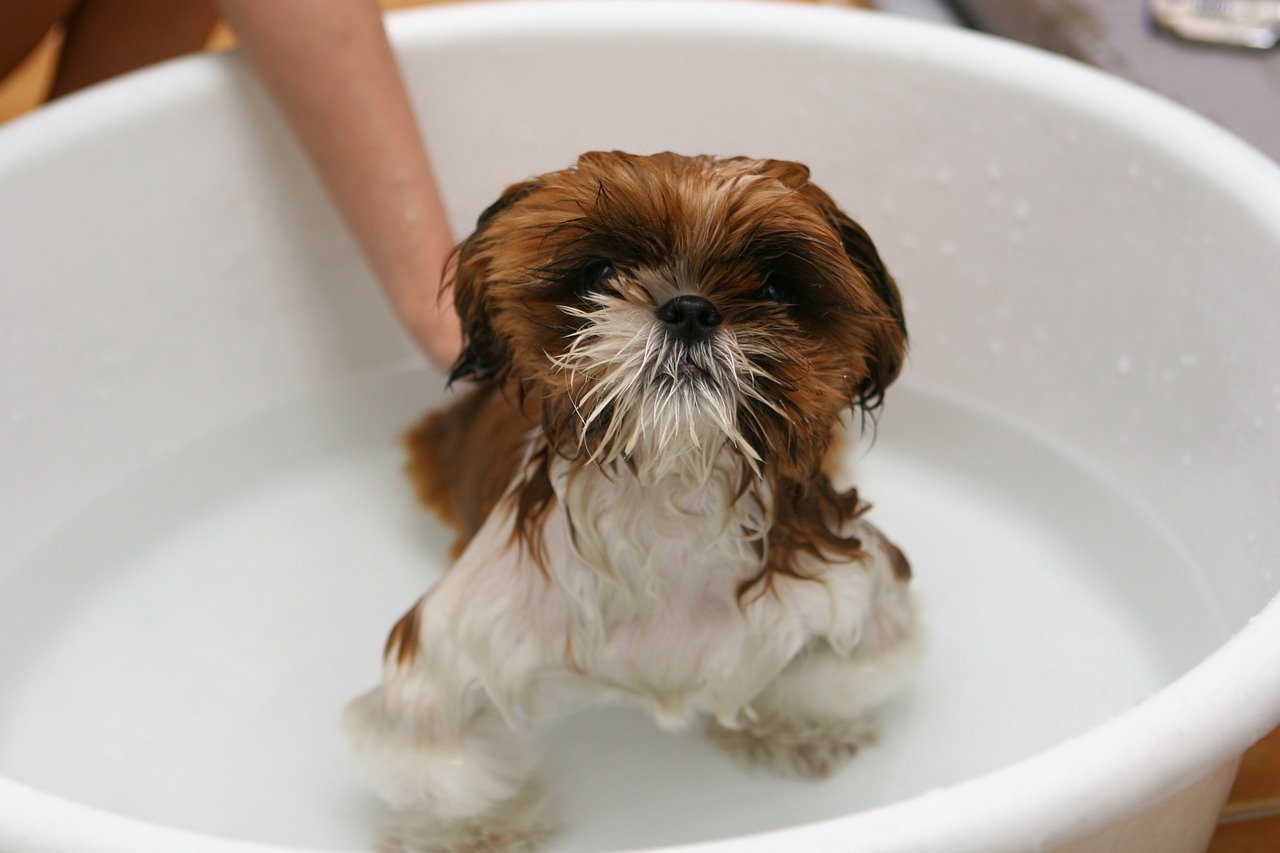 Escolha de clínica veterinária para os pets requer alguns cuidados