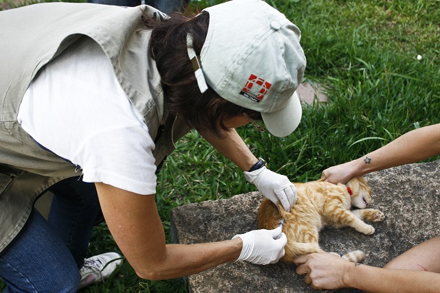 Raiva em bovinos desencadeia vacinação de cães e gatos no Lami