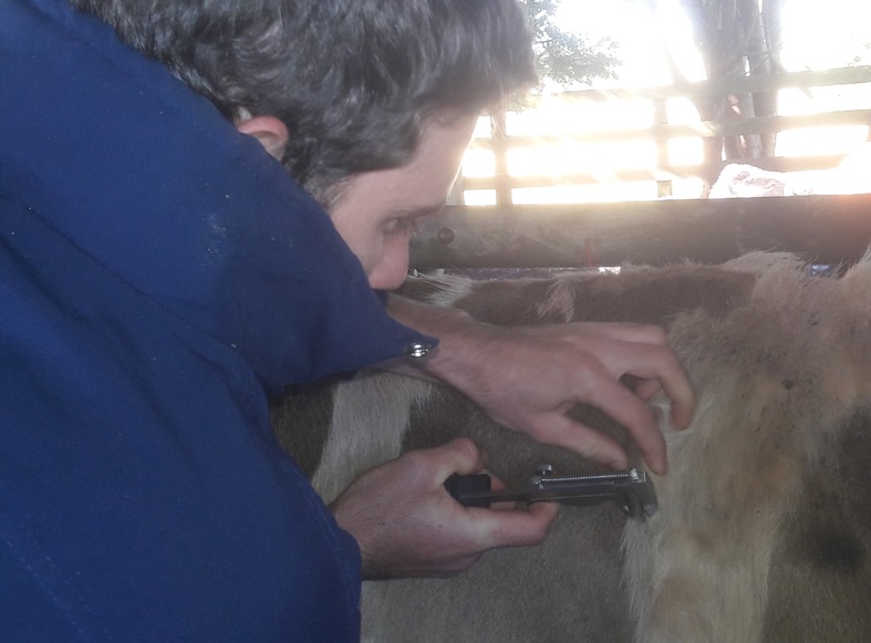 Cursos auxiliam no controle da Brucelose e Tuberculose no Rio Grande do Sul